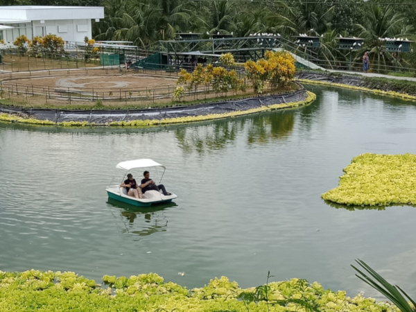 Paddle Boat